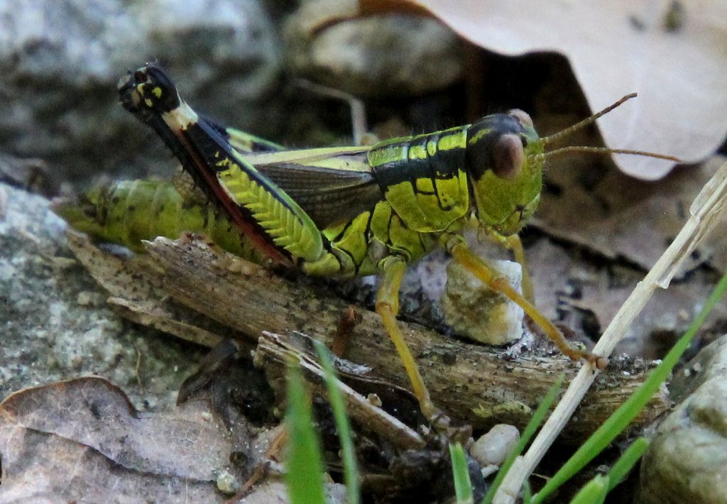 Nadigella formosanta bessae?  S